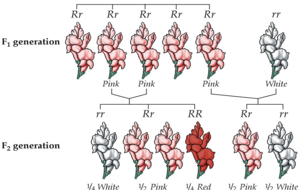 <p>Essentially the dominant allele (“R“) will encode for production of the red pigment. So RR will produce more red pigment than Rr. Therefore, Rr will give the “intermediate“ phenotype.</p>