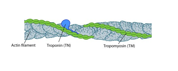 <ul><li><p><span style="background-color: transparent;">Elongated protein that spirals around actin strands&nbsp;</span></p></li><li><p><span style="background-color: transparent;">In relaxed muscle, blocks myosin binding site on actin&nbsp;</span></p></li></ul><p></p>