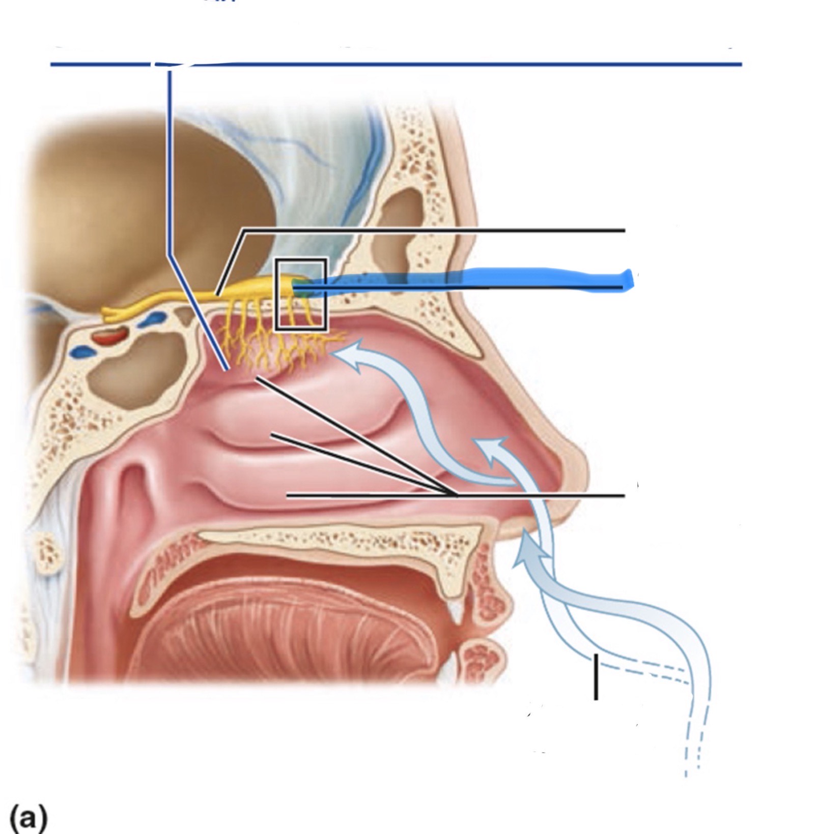 <p>What is the highlighted part of the nose?</p>