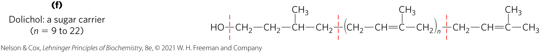 <p><span><strong>dolichols</strong> = isoprenoid alcohols that activate and anchor sugars to cellular membranes</span></p><ul><li><p class="s53"><span>sugar groups are then used in the synthesis of complex carbohydrates, glycolipids, and glycoproteins</span></p></li><li><p class="s53"><span>allow attached sugars to participate in sugar-transfer reactions</span></p></li></ul><p></p>
