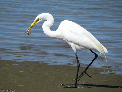 <p>Ardea alba</p>