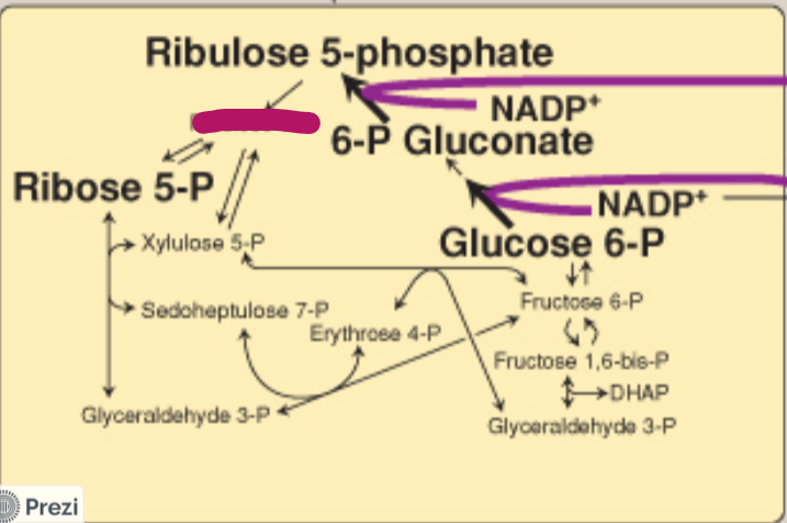<p>Label this step of the PPP.</p>