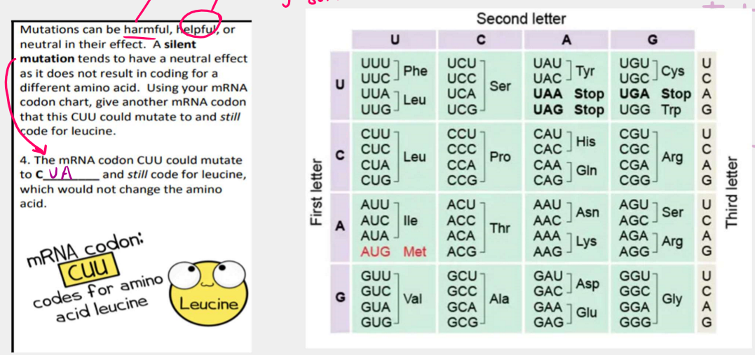 <p><strong>if a mutation causes no change to the chemical structure of the amino acid, it is said to be silent or neutral</strong></p><p><strong>because you have a triplet coding for one amino acid, changing one letter out 3 doesn’t have effects sometimes</strong></p><p></p>