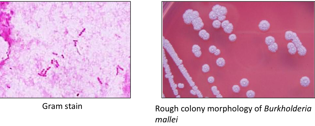 <ul><li><p>Gram -</p></li><li><p>Rods</p></li><li><p>Non-motile</p></li><li><p>Facultative intracellular</p></li><li><p>Bipolar (More stain at either end of the rod)</p></li></ul><p></p>