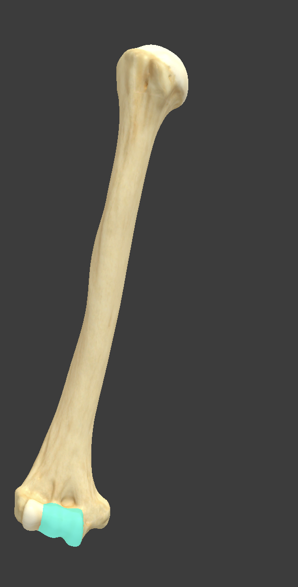 <p>Name and bone </p>
