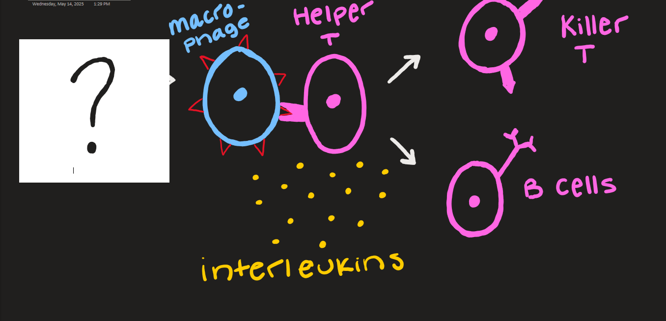 <p>what goes here?</p>