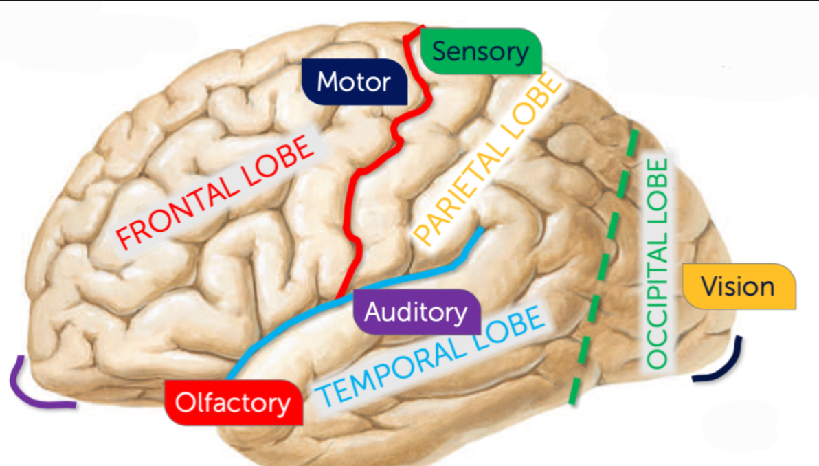 <p>What sulcus is highlighted black? </p>