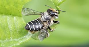 <p>Solitary bees that cut leaves to line their nests; important pollinators.</p><ul><li><p>Uses hollow stems of plants, holes in solid wood, other protected natural cavities</p></li><li><p>Semi-domesticated (live in man-made nests (easy to domesticate)</p></li><li><p>have a tuft of hair on the abdomen used to collect pollen (scopae)</p></li></ul><p></p>