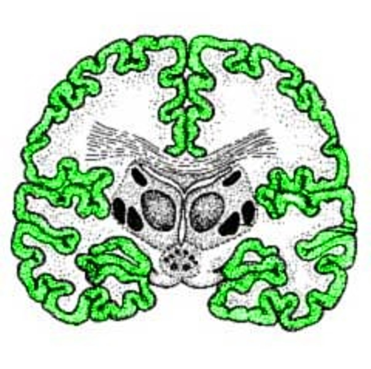 <p>outer region of the cerebrum, containing sheets of nerve cells; gray matter of the brain</p>