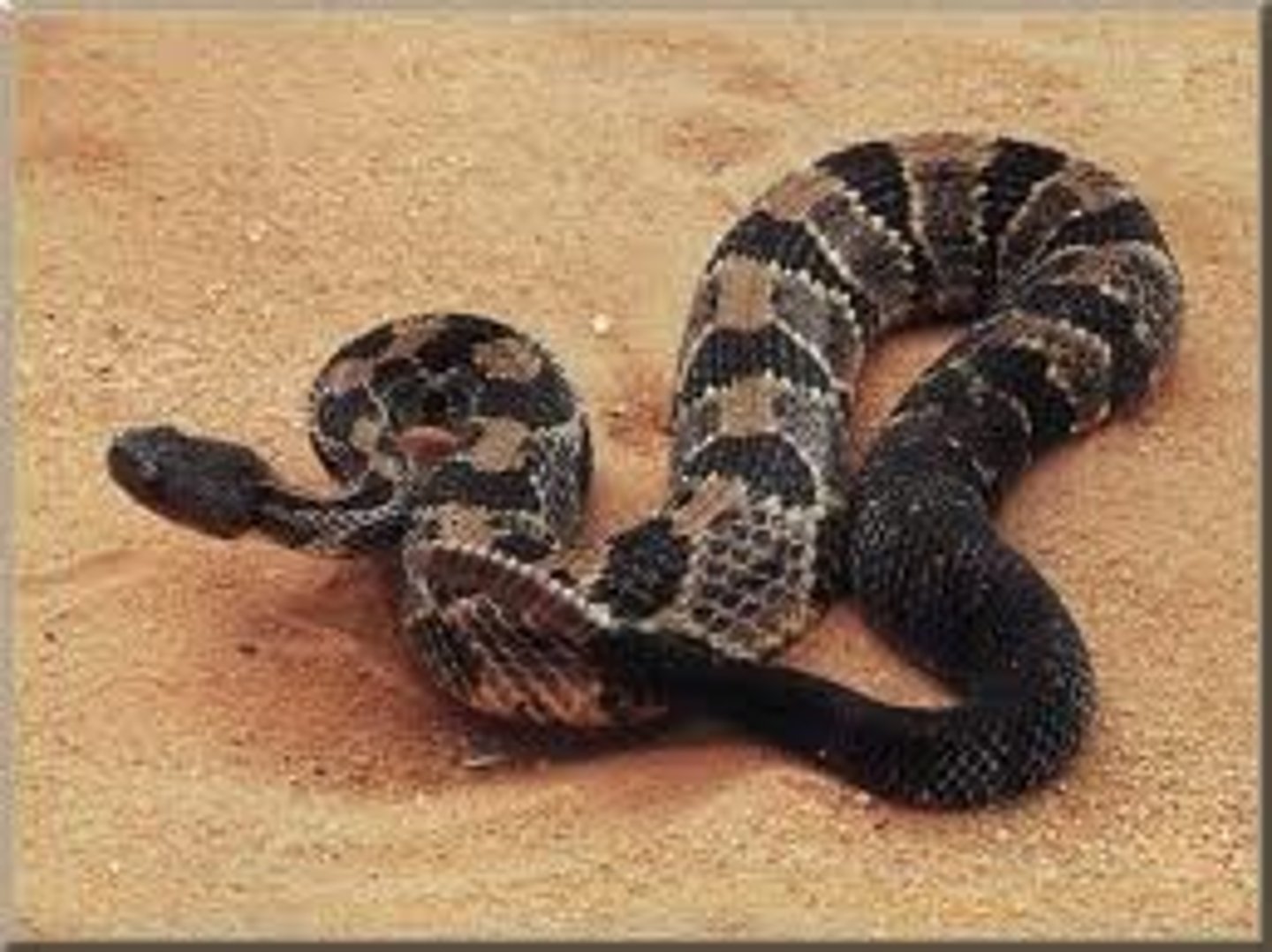 <p>Crotalus horridus (Endangered)</p>