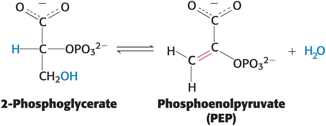 <p>Dehydration is an important subclass </p><ul><li><p>example: the generation of phosphoenolpyruvate from 2-phosphoglycerate </p></li></ul><p></p>
