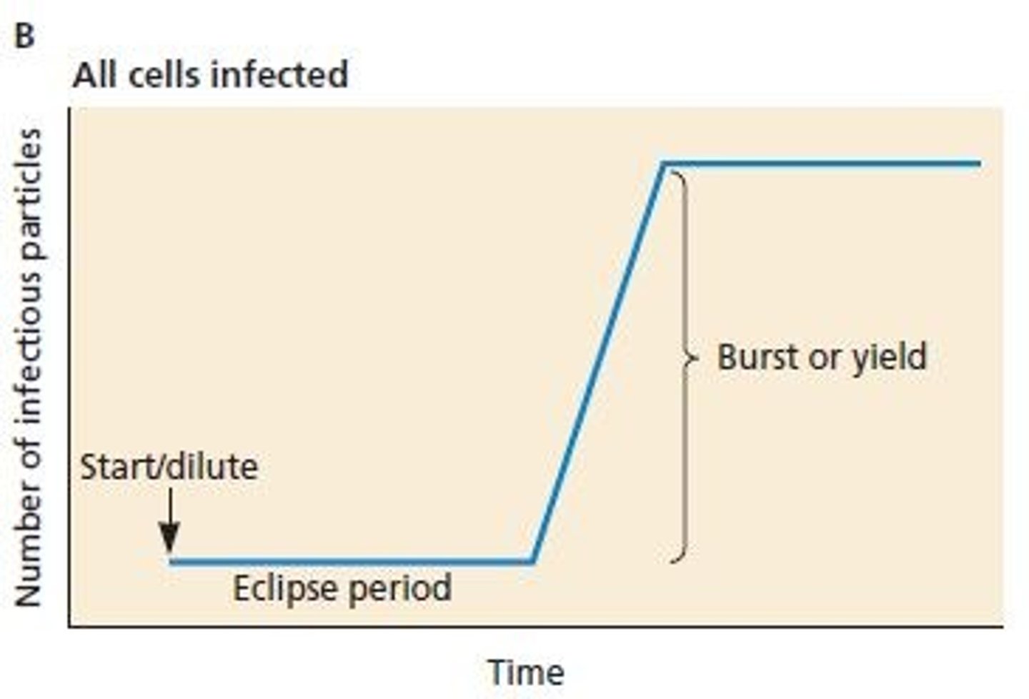 <p>Provides quantitation of "burst size"; all cells go through the phases of infection simultaneously; High MOI (5 to 10)</p>