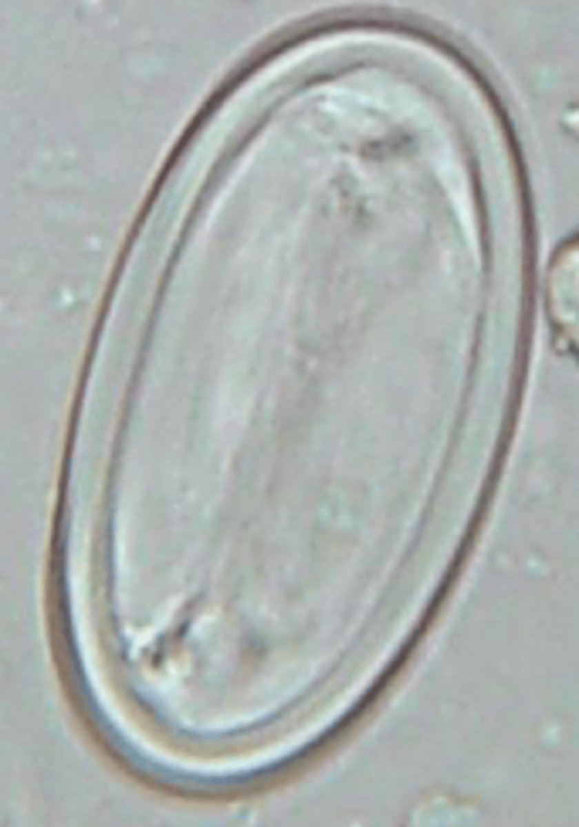 <p>Physaloptera sp.</p>