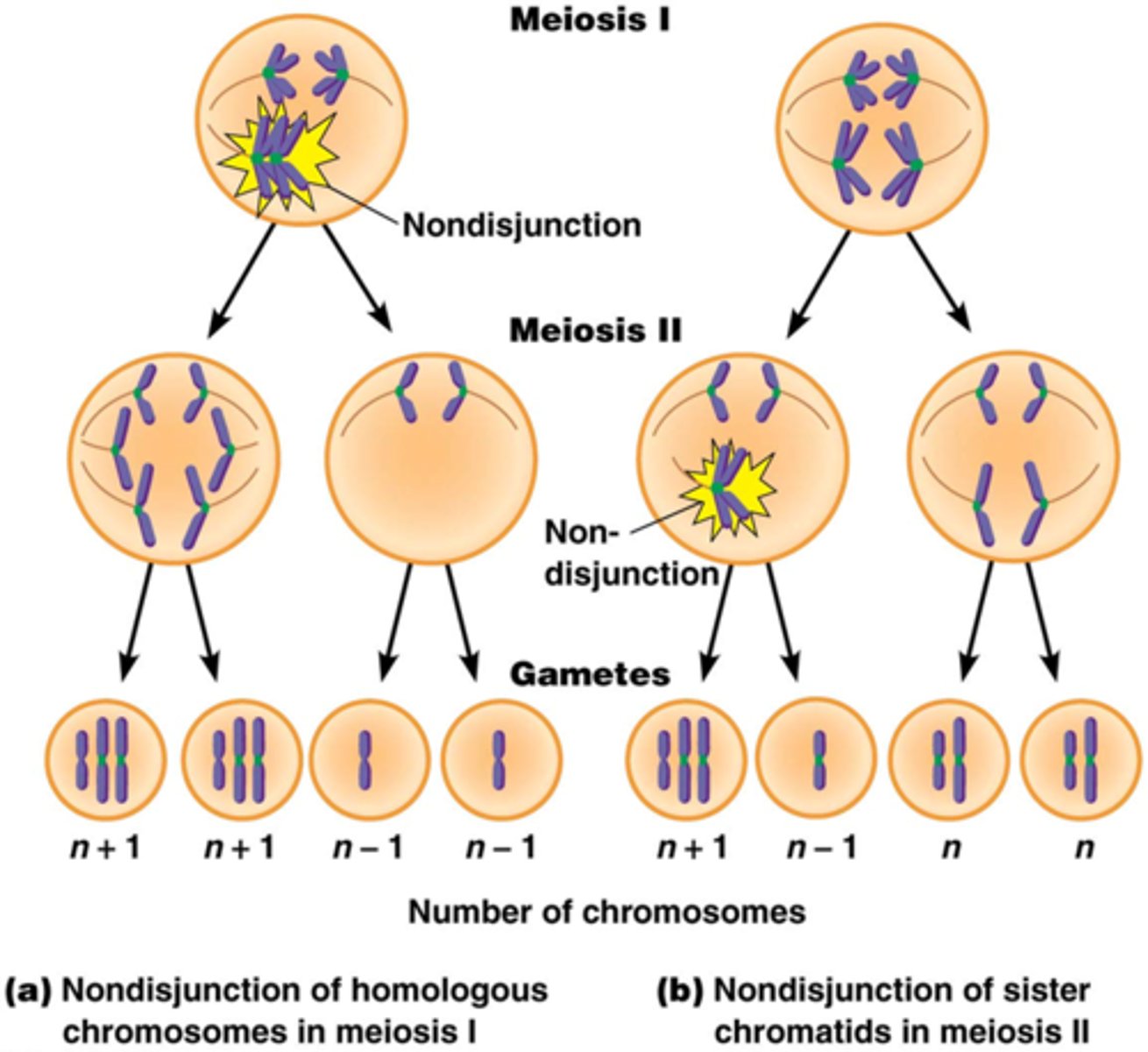 <p>Euploïd: normaal aantal chromosomen </p><p>Aneuploïd: abnormaal aantal chromosomen</p><p>Bv. ‘-somie’: betrekking op 1 chromosoom, Trisomie, </p><p>Polyploïd: betrekking op alle chromosomen, Triploïd (3n), Tetraploïd (4n)</p><p>bv. Sommige aardbeisoorten zijn decaploïd (10n)</p>