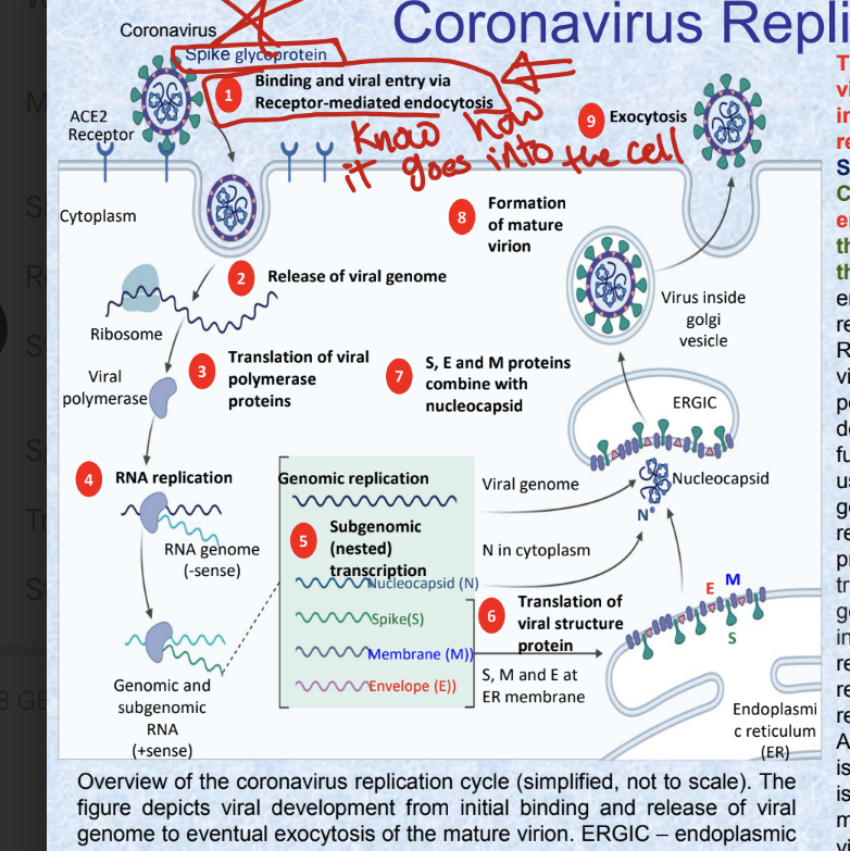 <ul><li><p>replication of COVID-19 requires a host cell and normally includes attachment, penetration, uncoating, replication, assembly and release steps</p></li><li><p>spice glycoprotein on the surface of COVID-19 binds to <strong>angiotensin-converting enzyme 2 (ACE2) receptor protein located on the host cell plasma membrane and facilitates the host cell invasion</strong></p></li><li><p>KNOW HOW COVID GETS INTO CELL</p><ul><li><p><strong>binding and viral entry via receptor mediated endocytosis</strong></p></li></ul></li></ul><p></p>