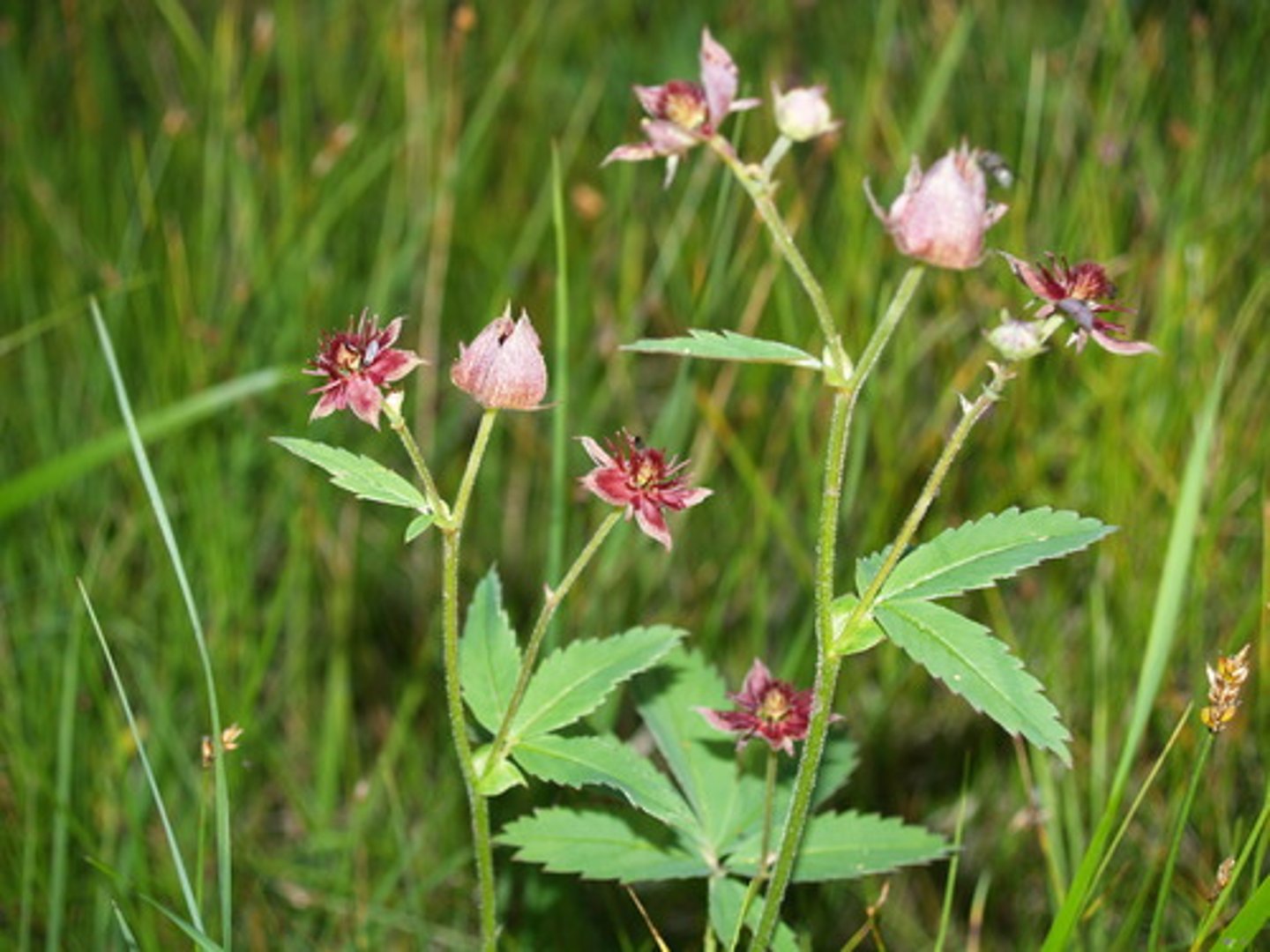<p>Comarum palustre</p>