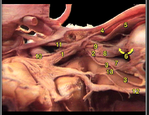 <p>what muscle is #7?</p>