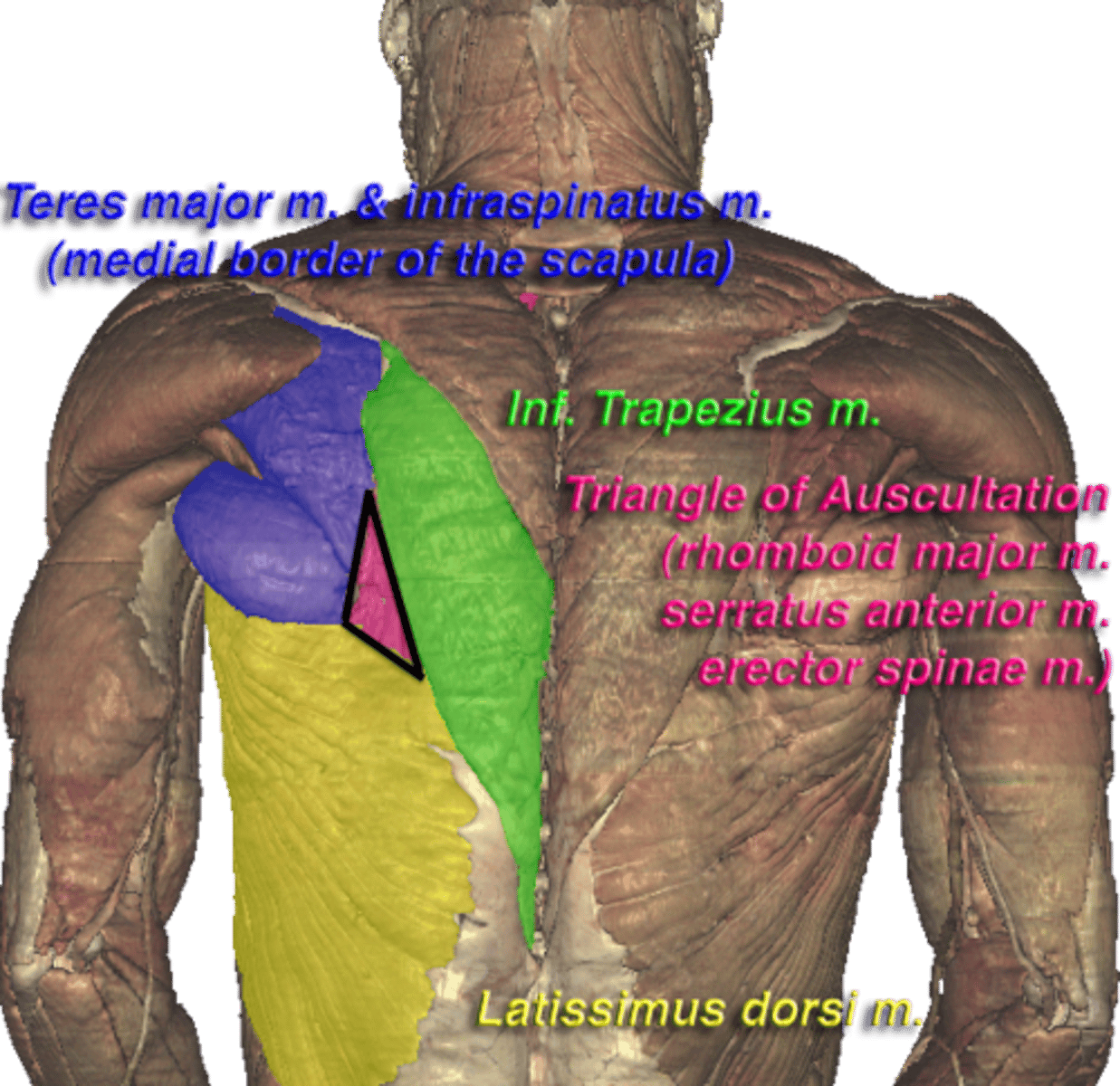 <p>- inferior border of trap, medial border of rhom major, sup border of lat</p>