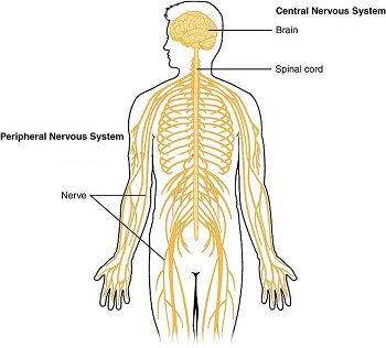 <p>example of nervous tissue</p>