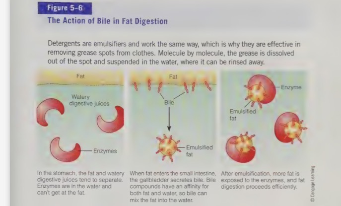 <ul><li><p>bile works to emulsify the fat with water digestive fluids because one end attracts and hold fats, while the other end is attracted to and held by water</p></li><li><p>by the time fat enters SI, gallbladder already squirted stored bile. bile them emulsifies and suspends the fat particles so that fat-digesting enzymes from the pancreas can split them into smaller particles for absorption</p></li></ul><p></p>