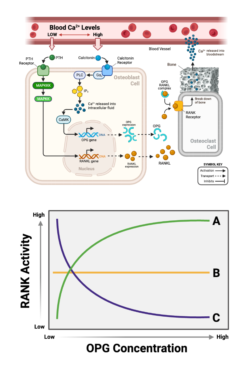 <p>Which relationship accurately represents the expected relationship if the concentration of RANKL remains constant?</p><ul><li><p><span>a. Relationship A</span></p></li><li><p><span>b. Relationship B</span></p></li><li><p><span>c. Relationship C</span></p></li></ul><p></p>