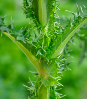 <p>Spiny sowthistle (Asteraceae)</p>