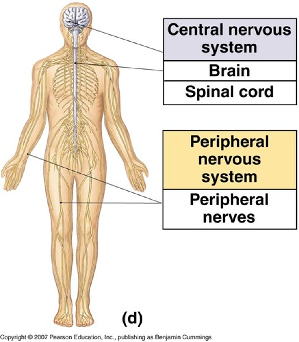 <p>(D) Brain &amp; Spinal Cord</p><p>The central nervous system is also broken down into two parts: The Brain and Spinal Cord.</p>