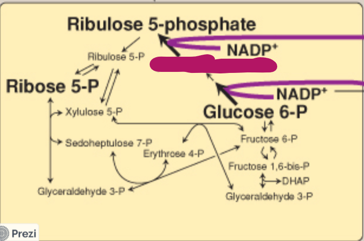 <p>Label this step of the PPP.</p>