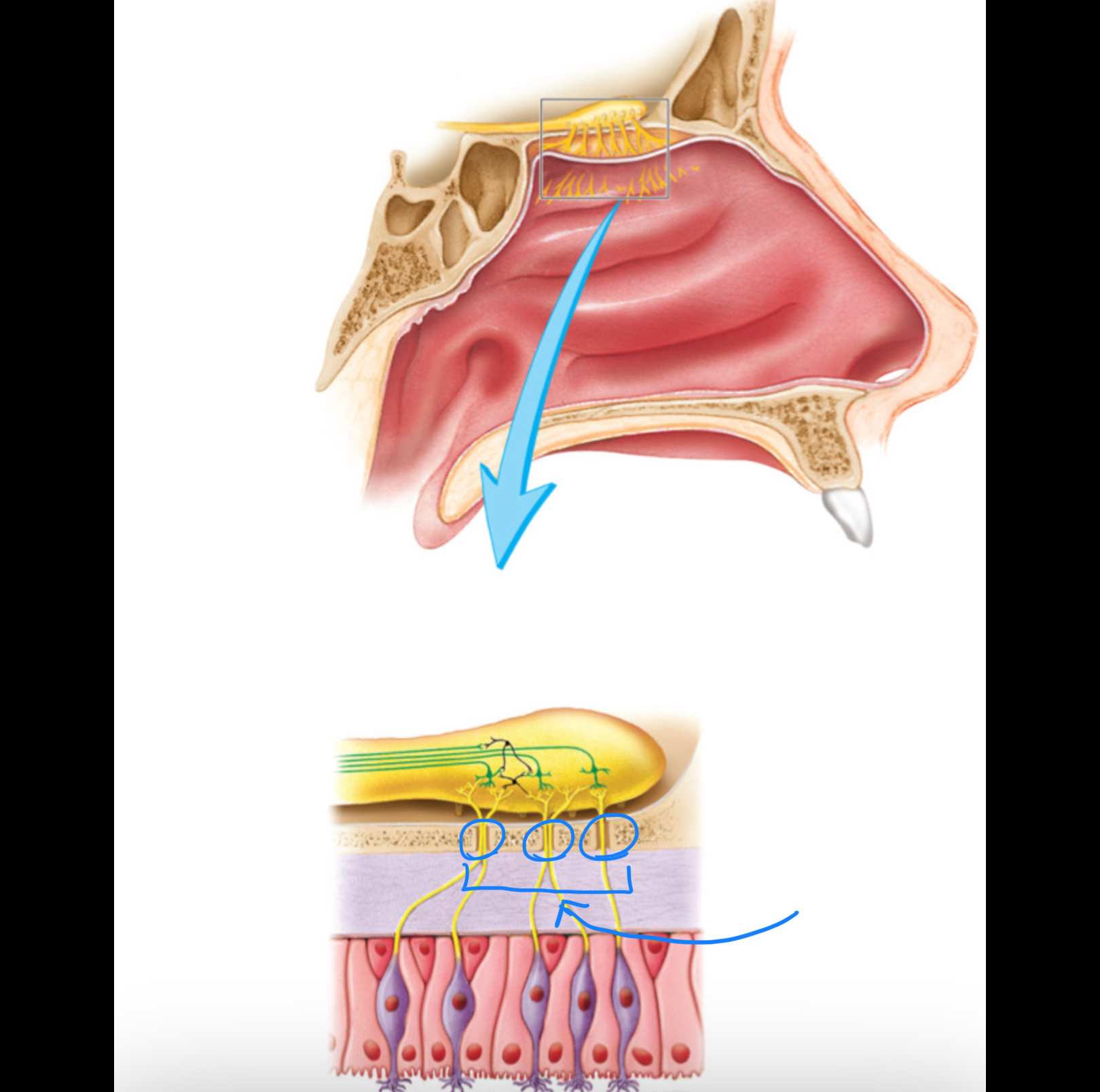 knowt flashcard image