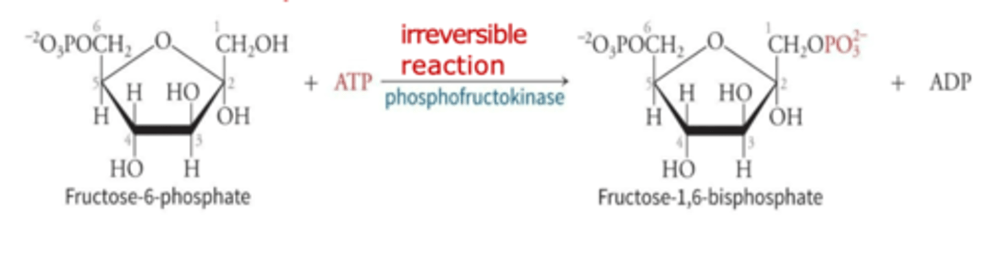 <p>the addition of a second phosphate to form fructose 1,6-bisphosphate; irreversible</p>
