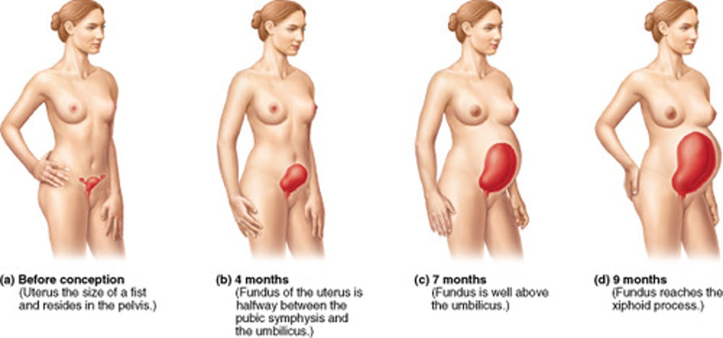 <p>secreted by the placenta and corpus luteum promotes decidual cell growth and uterine blood vessels.</p>