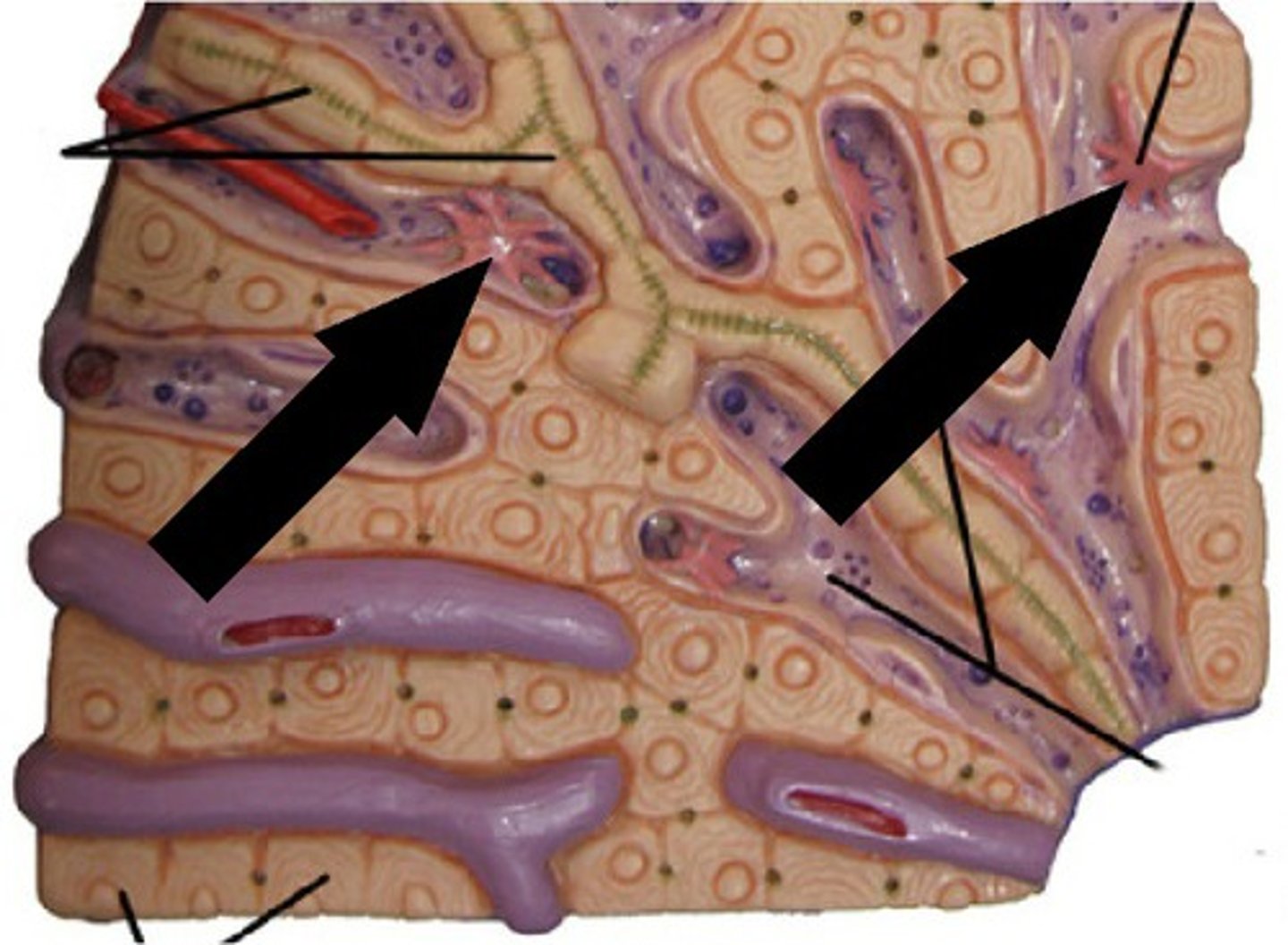 <p>name this structure (liver model)</p>
