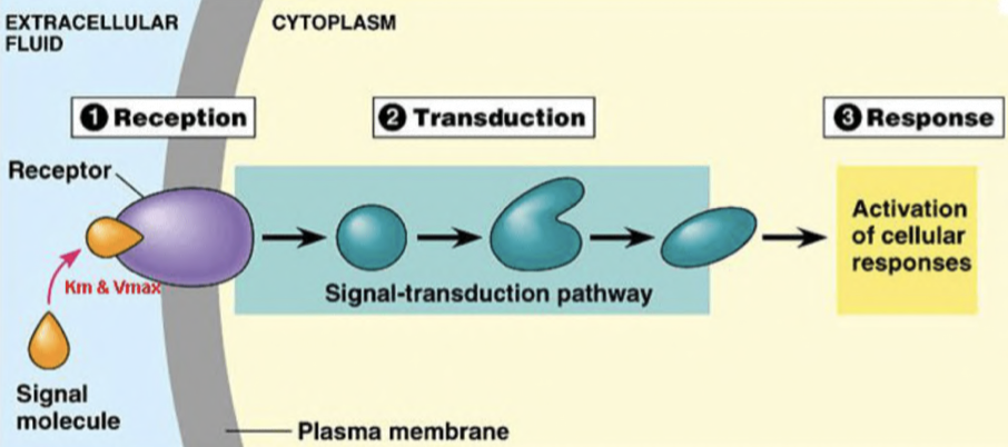 <ol><li><p><span>signal arrives at protein receptor in cell membrane</span></p></li><li><p><span>the receptor’s shape is complementary to the ligand</span></p></li><li><p><span>the signal brings about a change in the receptor’s shape</span></p></li><li><p><span>changing the shape of the receptor allows it to interact with the next component of the pathway so the message gets transmitted</span></p></li><li><p><span>binding triggers/stimulates reactions within the cell</span></p></li><li><p><span>cell signalling results in a response which may be intracellular or extracellular</span></p></li></ol>