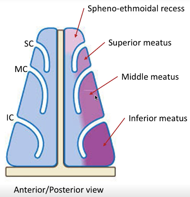 <p>Spheno-ethmoidal recess</p>