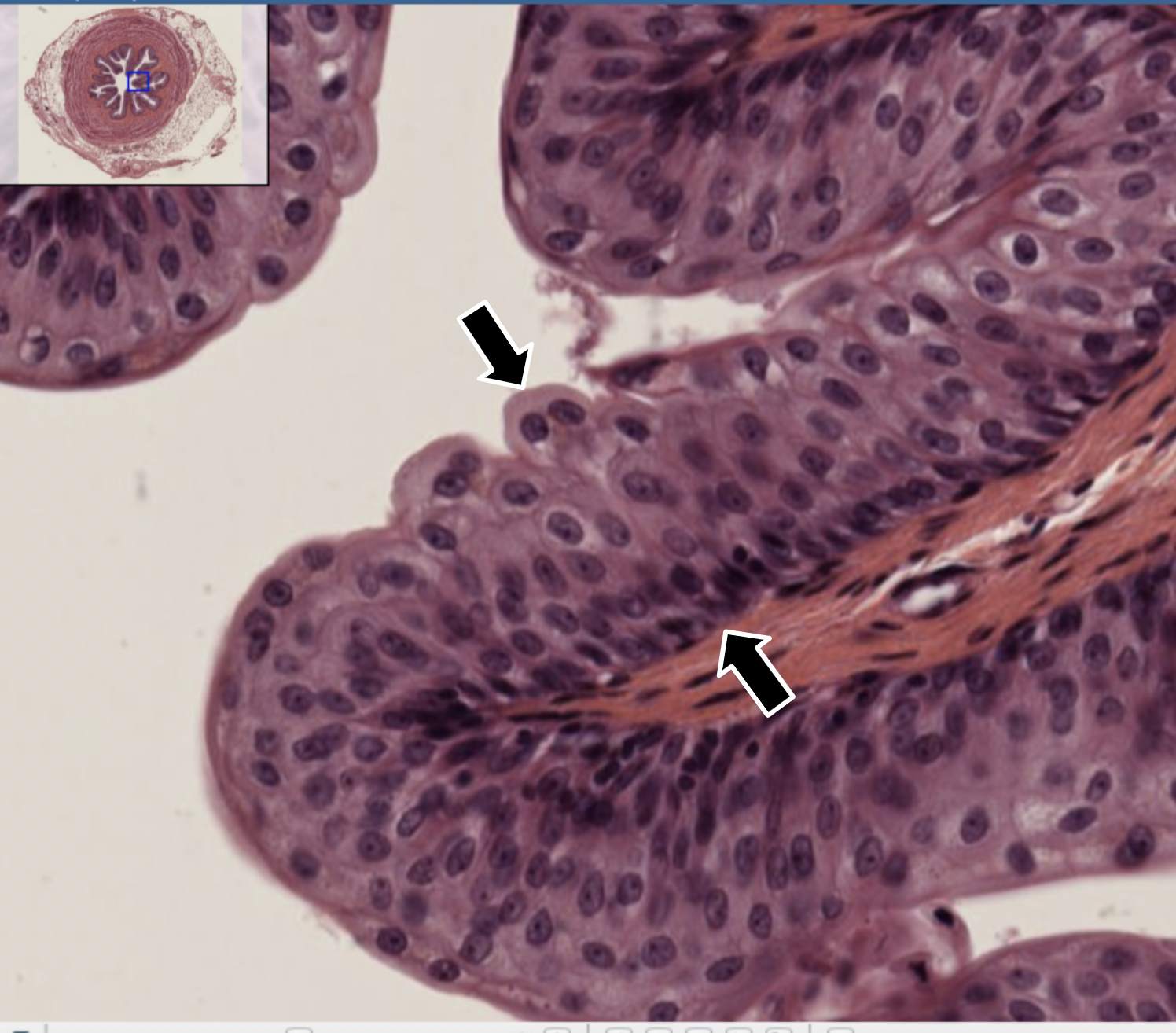 knowt flashcard image