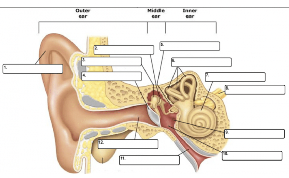 Anatomy of Ear & Sensory System (Hearing) Flashcards Knowt