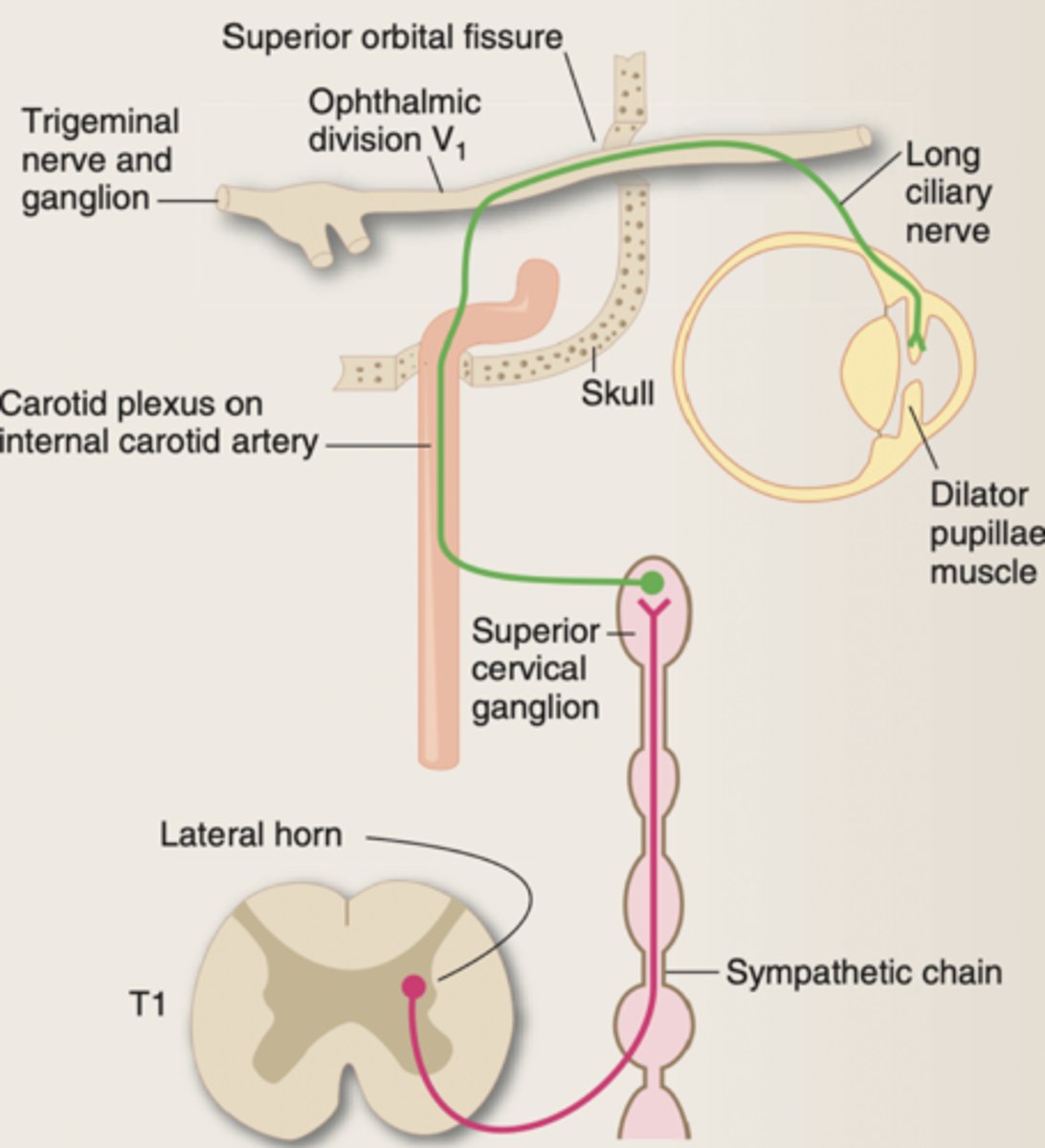 <p>It is controlled by the autonomic nervous system (involuntary).</p><p>It is innervated by both the sympathetic and parasympathetic NS.</p><p>The parasympathetic NS dominates and maintains iris tone.</p>