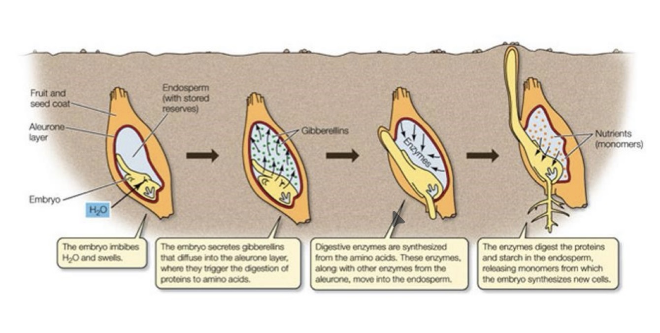 <ul><li><p>absorption of water at start of germination causes the embryo to start producing gibberellins</p></li><li><p>Gibberellin diffuses to aleurone layer and cells start to synthesis amylase</p></li><li><p>Amylase hydrolyses starch in endosperm to soluble maltose</p></li><li><p>Maltose converted to glucose, transported to embryo, providing respiratory substrate allowing germination and growth</p></li></ul><p></p>