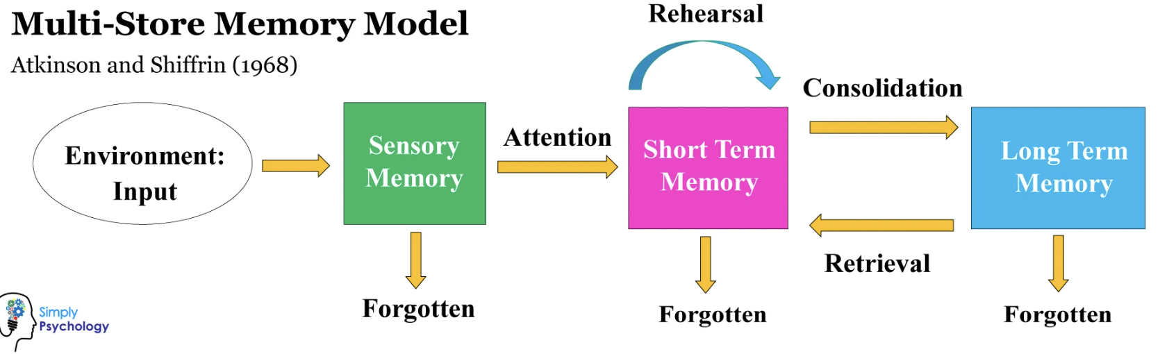 <ul><li><p>Model proposed by Atkinson and Shiffrin </p></li><li><p>shows how memory works in terms of 3 stores </p></li><li><p>describes how information is transferred from one memory to another</p></li><li><p> how it is remembered and forgotten.</p></li></ul><p></p>