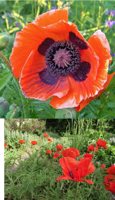 <p>Orange, red, pink</p><p>Sun</p>