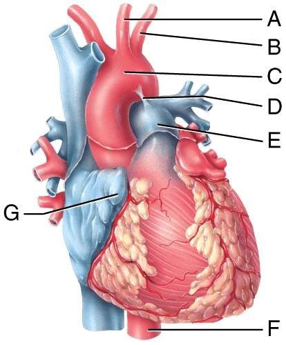 <p>Which labeled structure in the figure is the ligamentum arteriosum?</p><p>a) A</p><p>b) B</p><p>c) C</p><p>d) D</p><p>e) G</p>