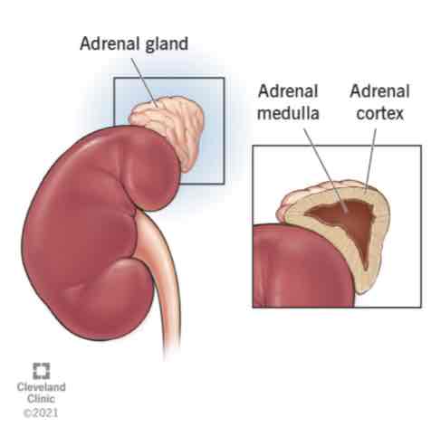 <p><strong><span>Adrenal gland</span></strong></p>