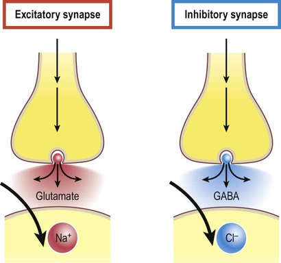 <ul><li><p>Binding of neurotransitter to postsynaptic neuron opens K+ gated channels </p></li><li><p>Inside of neuron becomes MORE negative, hypolarizing the membrane and making it difficult to reach action potential</p></li></ul><p></p>