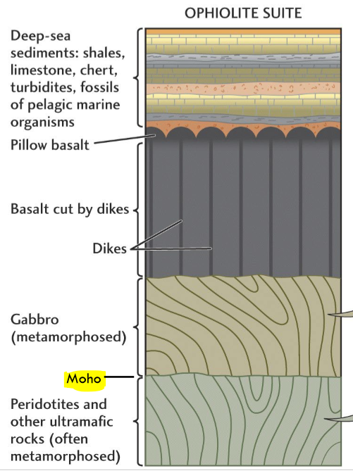 <p>Ocean sediments: shales, limestones, turbidites, chert, fossils</p><p>Basalts: pillow basalts, basalts cut by dikes </p><p>Gabbro: metamorphosed </p><p>—--MOHO——-</p><p>Partial hydrated serpentinized mantle: peridotites, metamorphosed </p>
