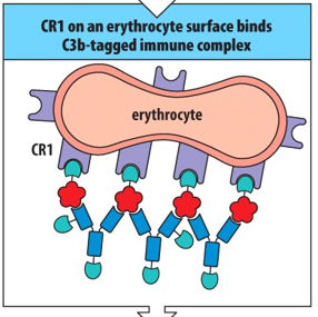 <p><span>Erythrocyte CR1</span></p>