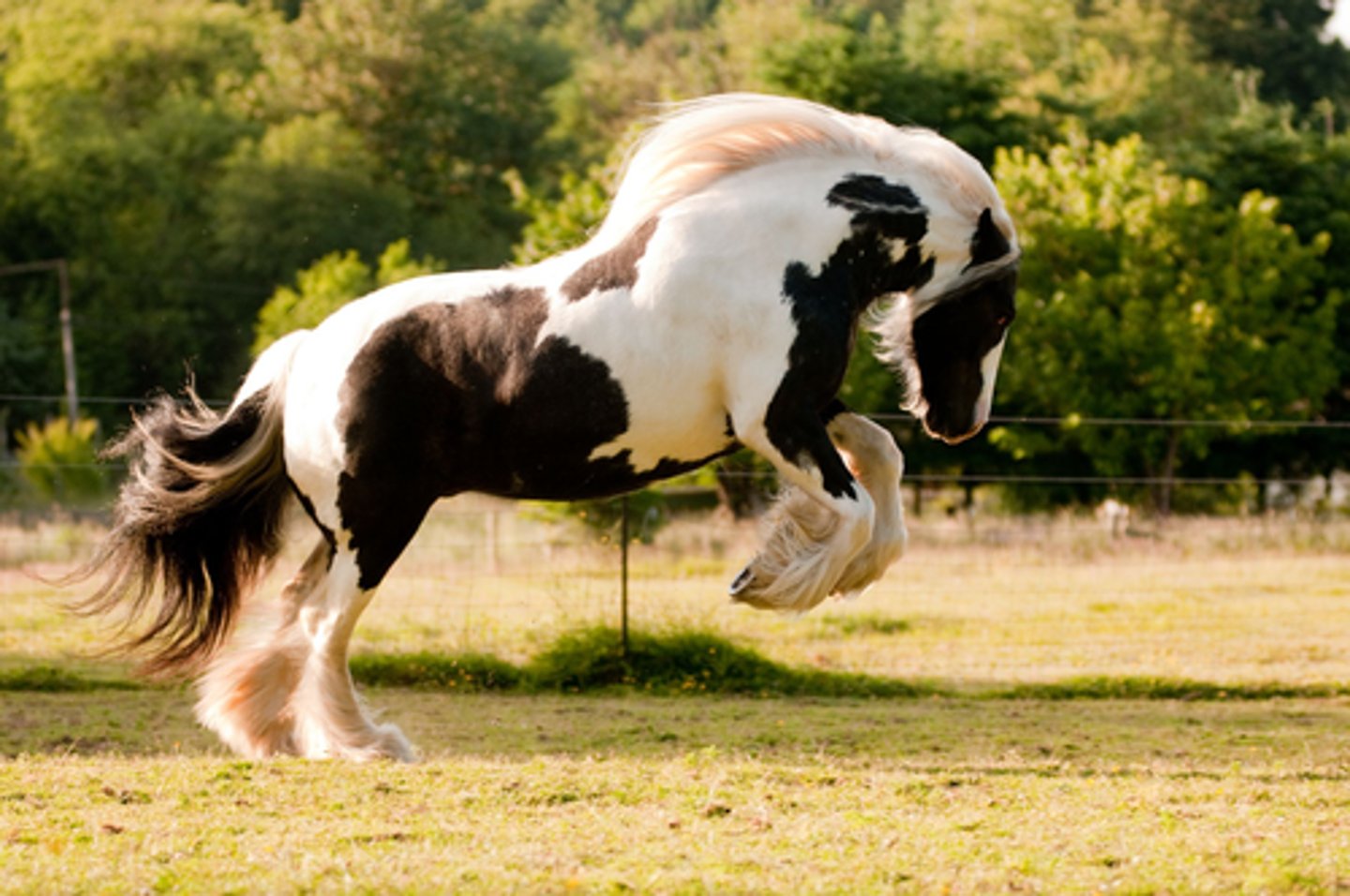 <p>what horse breed is this?</p>