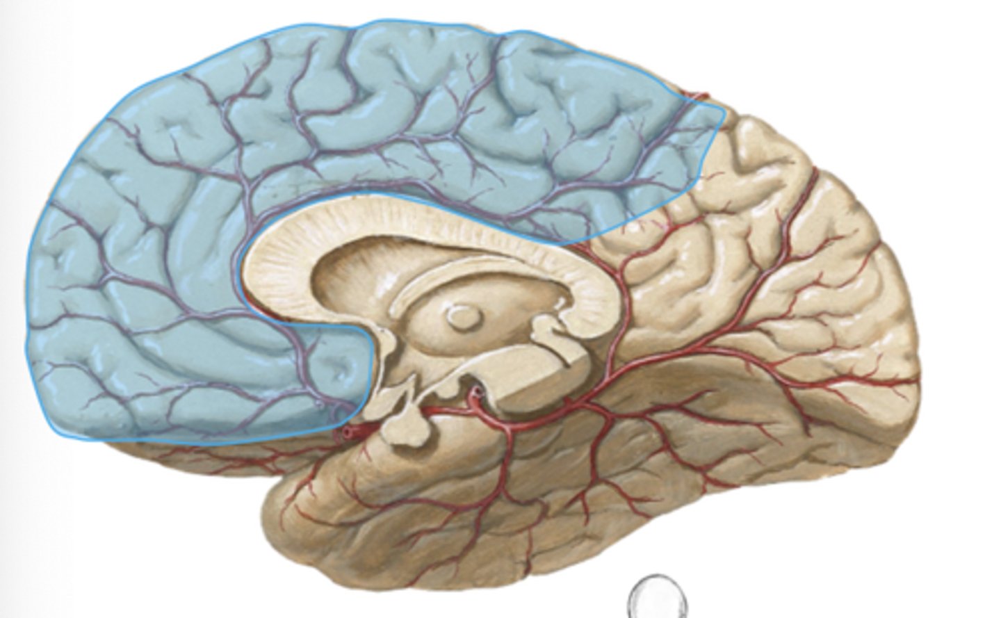 <p>Patients with ACA strokes will generally</p>