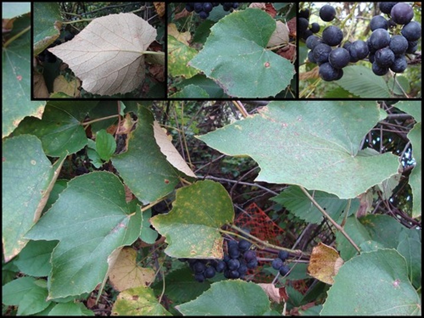 <p>Vitis spp.</p>