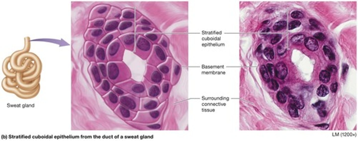 <p>Two cell layers, lines ducts of sweat glands, and is rare in humans.</p>
