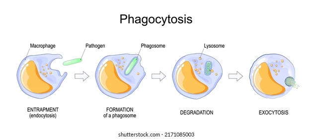 <p>A type of white blood cell. </p><p>Deals with non specific immune response </p><p>They surround and absorb pathogens, destroying them in a process called phagocytosis. </p>